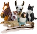 Animal Communication